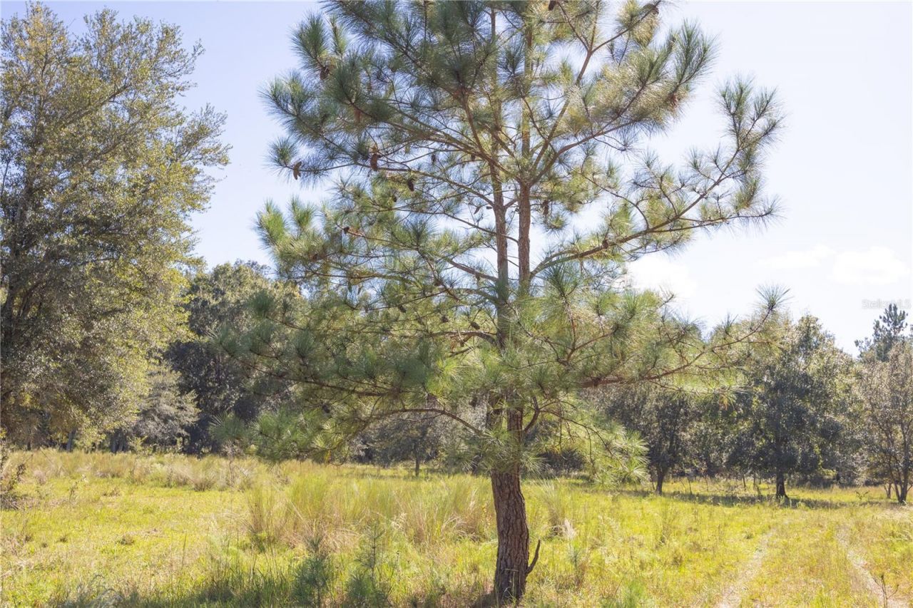 Tbd Cr 673, Webster, FL 33597 Photo