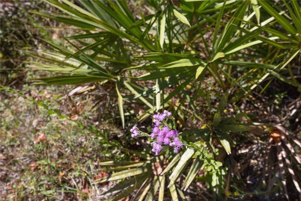 Tbd Cr 673, Webster, FL 33597 Photo