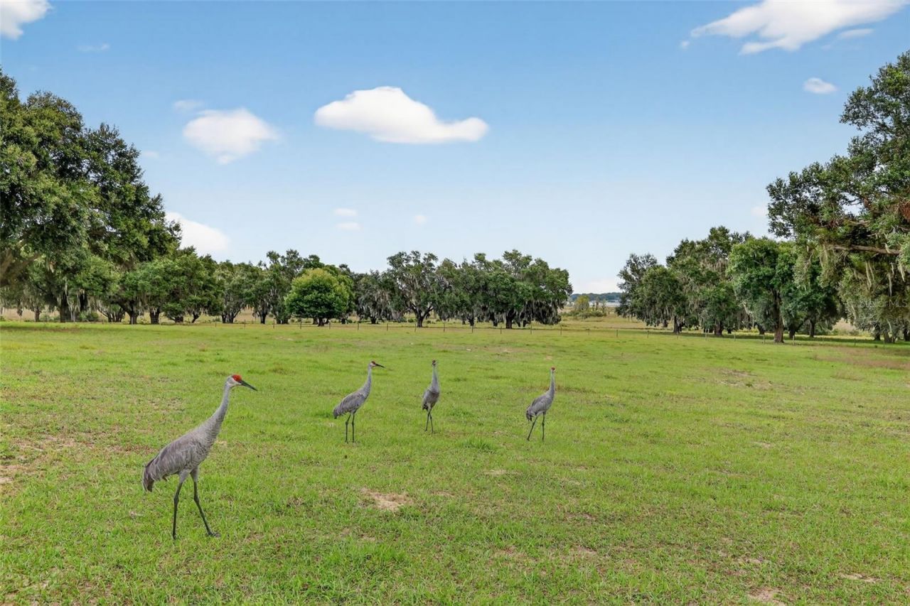 8810 County Road 561, Clermont, FL 34711 Photo