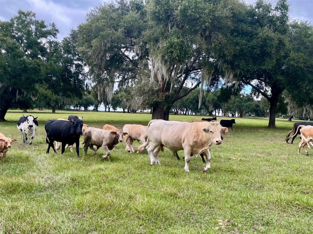 8810 County Road 561, Clermont, FL 34711 Photo