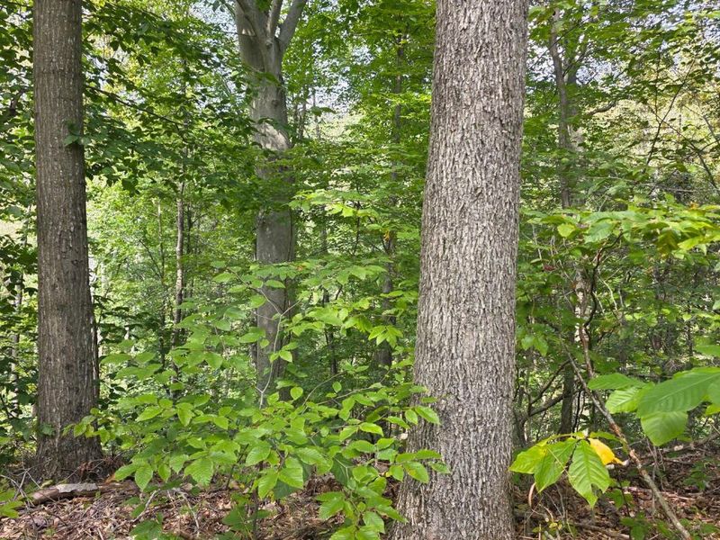 0 Tucker Road, Unit (Tract C a, New Straitsville, OH 43766 Photo 20