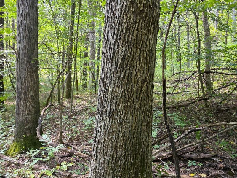 0 Tucker Road, Unit (Tract C a, New Straitsville, OH 43766 Photo 30