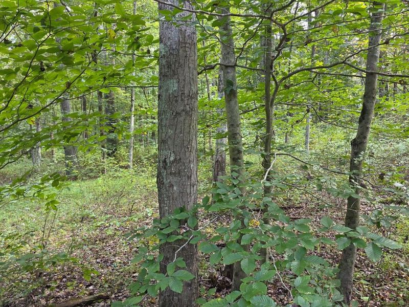 0 Tucker Road, Unit (Tract C a, New Straitsville, OH 43766 Photo 39