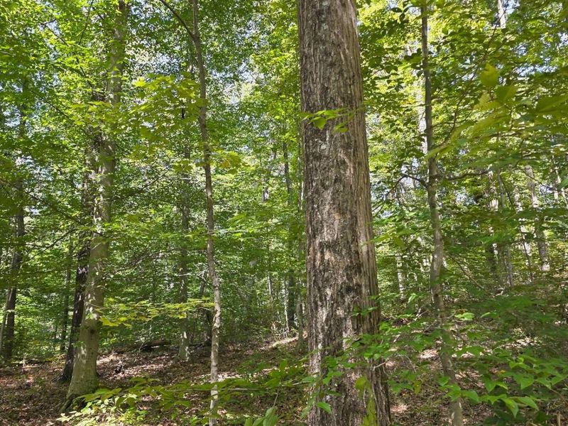 0 Tucker Road, Unit (Tract C a, New Straitsville, OH 43766 Photo 9