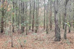 Lot 5 Water Tank Road photo 4