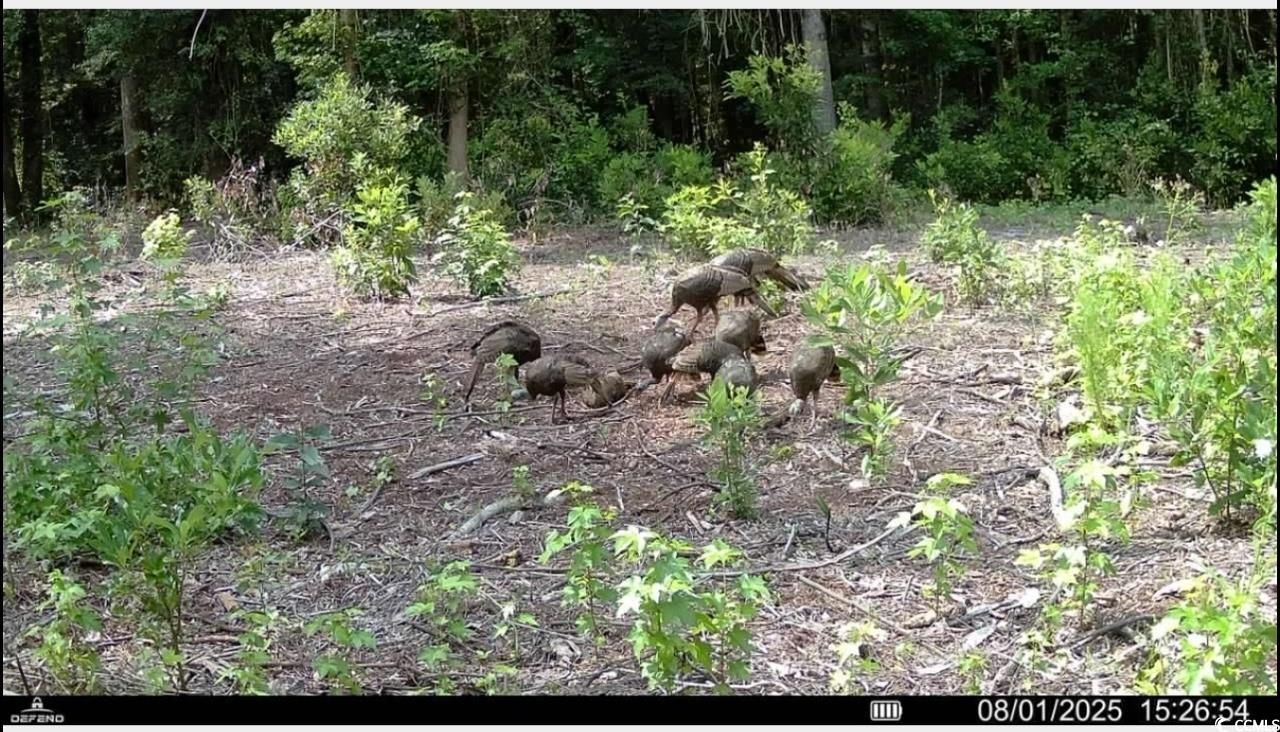 Tbd Sand Plant Rd. Photo 26