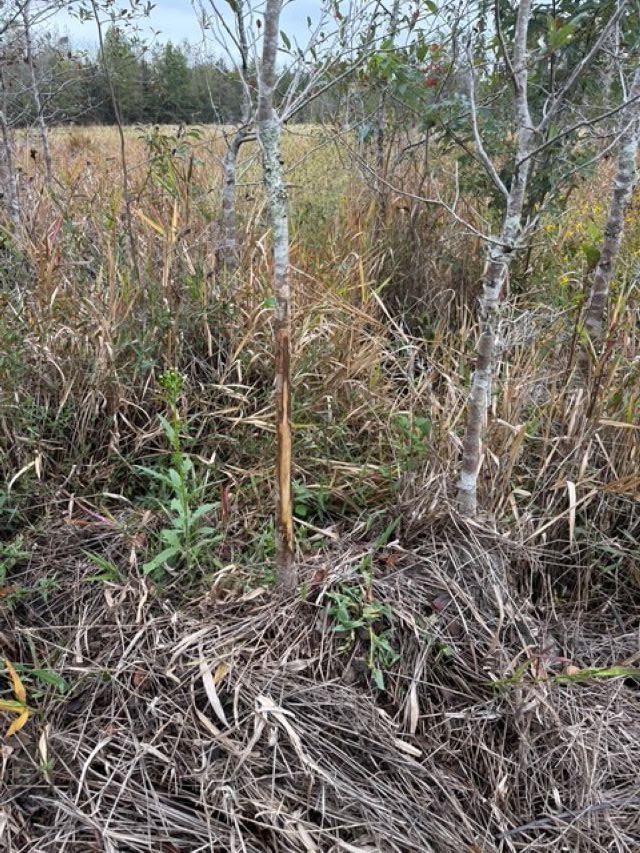 650 NW Florwers Rd Road, Madison, FL 32340 Photo