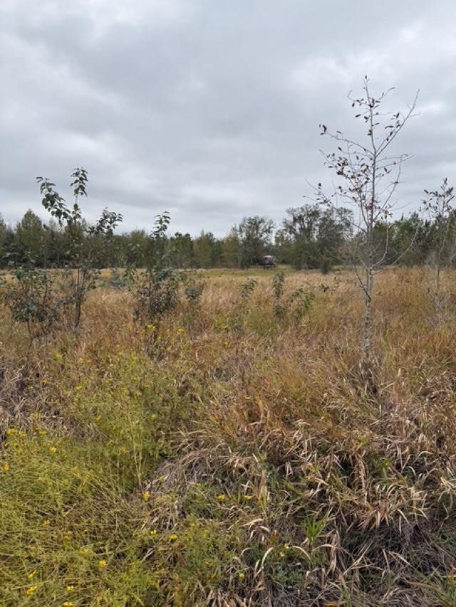 650 NW Florwers Rd Road, Madison, FL 32340 Photo