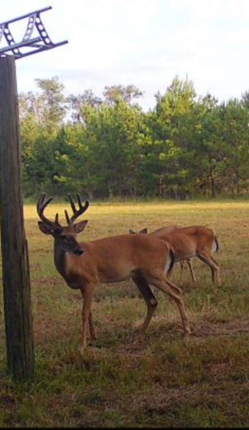 650 NW Florwers Rd Road, Madison, FL 32340 Photo