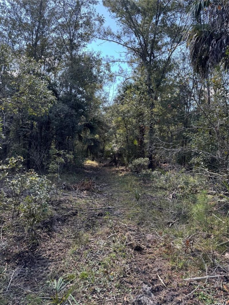 Tbd Quail Road, Cedar Key, FL 32625 Photo