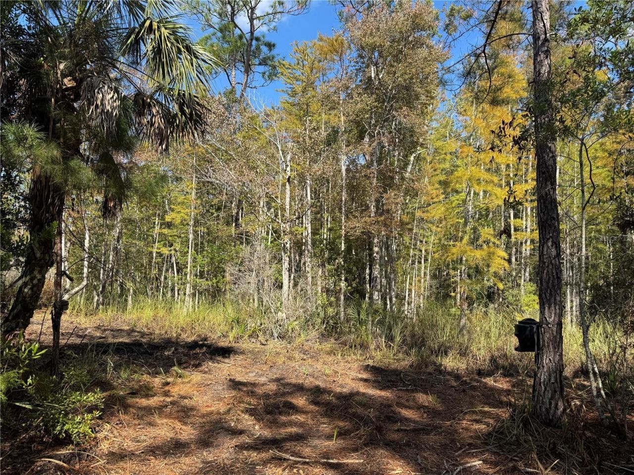 Tbd Quail Road, Cedar Key, FL 32625 Photo