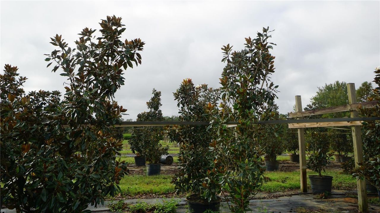 00 Douglas Road, Groveland, FL 34736 Photo