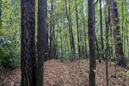 0 Evens Street Extension  photo 4