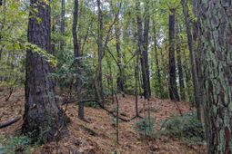 0 Evens Street Extension  photo 4