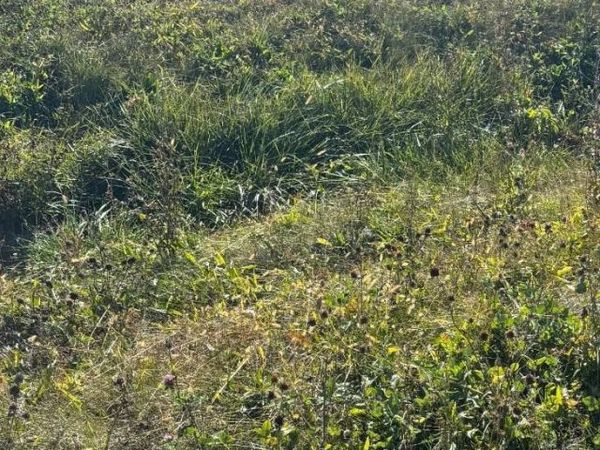 196 HARVEST GLENN Drive, DAVIS JUNCTION, IL 61020