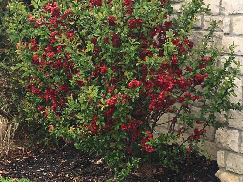 2165 Ben Brush Place, Lewis Center, OH 43035 Photo 80