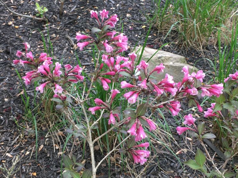 2165 Ben Brush Place, Lewis Center, OH 43035 Photo 83