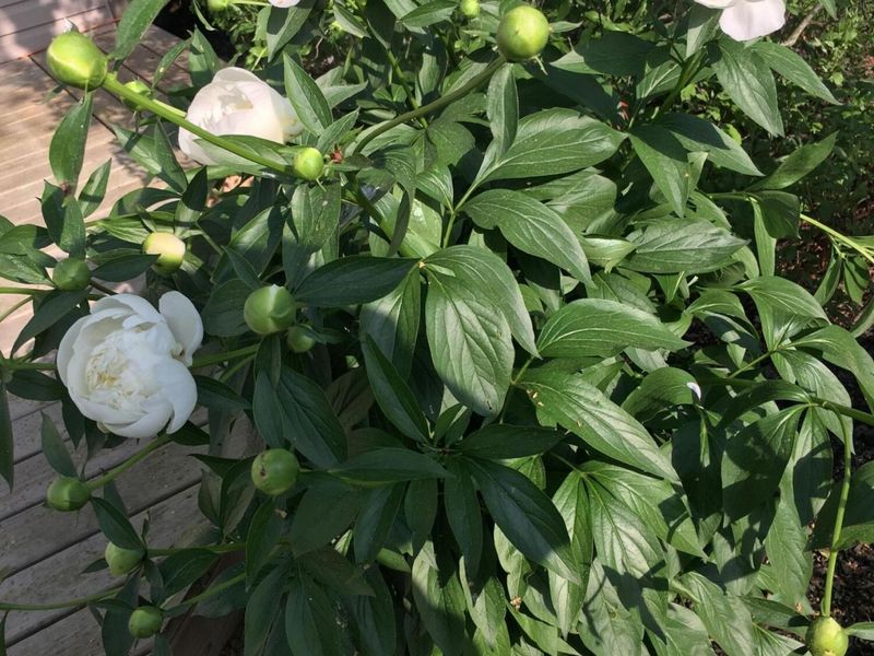 2165 Ben Brush Place, Lewis Center, OH 43035 Photo 84