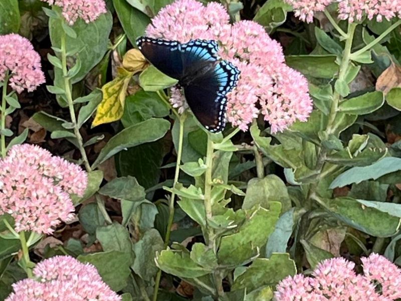 2165 Ben Brush Place, Lewis Center, OH 43035 Photo 85