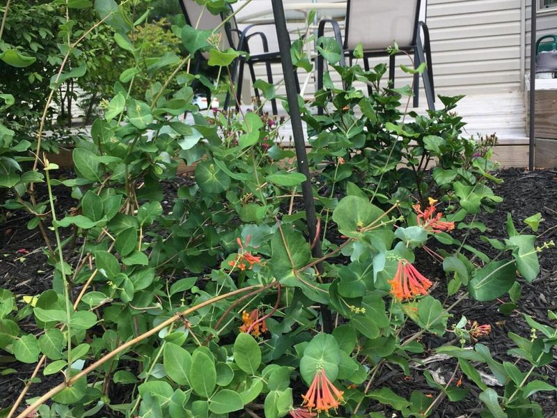 2165 Ben Brush Place, Lewis Center, OH 43035 Photo 86