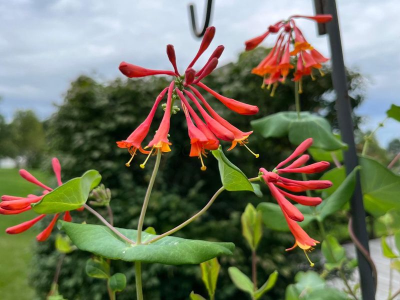 2165 Ben Brush Place, Lewis Center, OH 43035 Photo 87