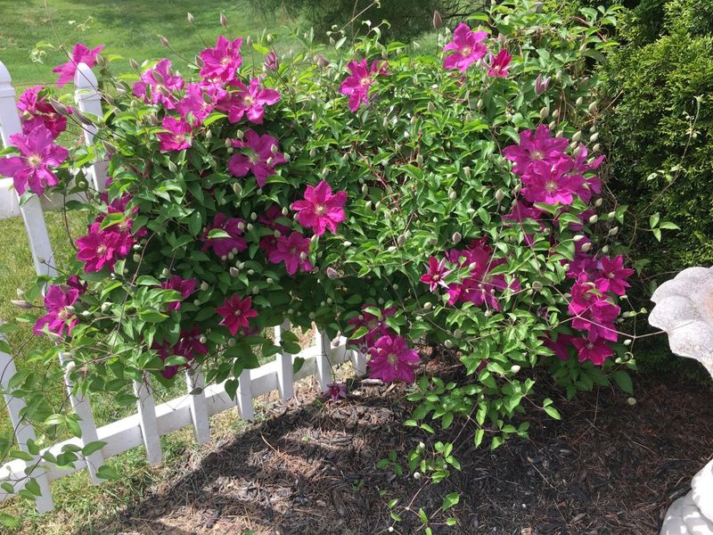 2165 Ben Brush Place, Lewis Center, OH 43035 Photo 88