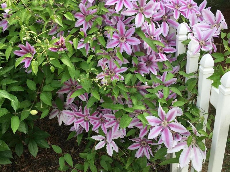 2165 Ben Brush Place, Lewis Center, OH 43035 Photo 89