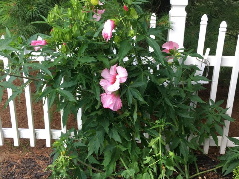 2165 Ben Brush Place, Lewis Center, OH 43035 Photo 90