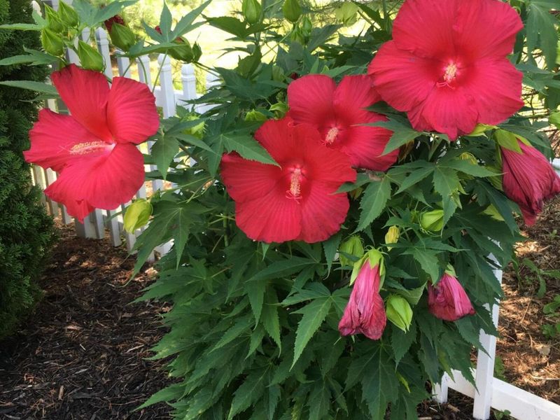 2165 Ben Brush Place, Lewis Center, OH 43035 Photo 91