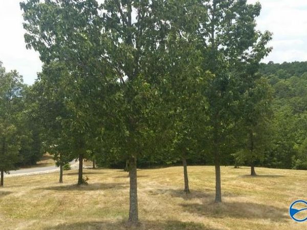 47 County Road 767, Cedar Bluff, AL 35959