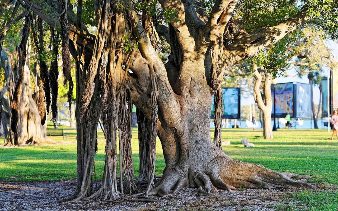 1542 Oak Street, Unit 102, Sarasota, FL 34236 Photo