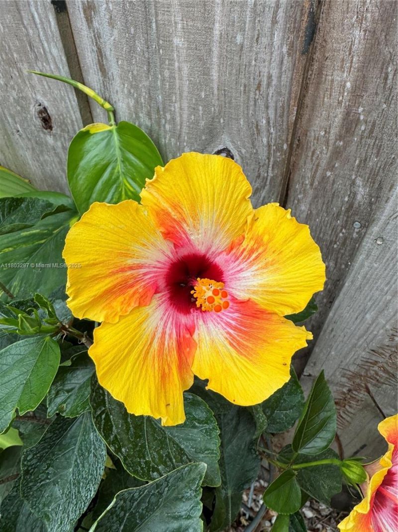 2306 Liberty St, Unit B, Hollywood, FL 33020 Photo