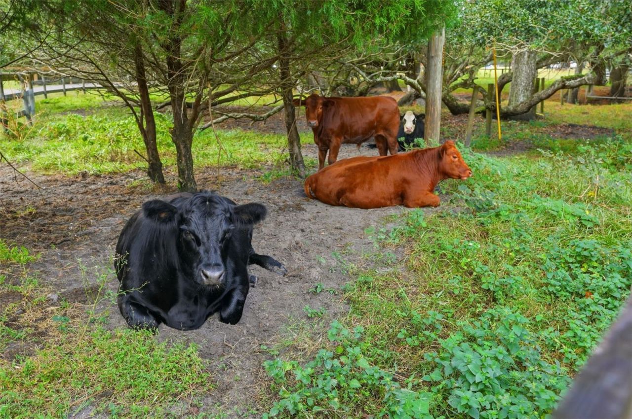 1325 Culbreath Road, Brooksville, FL 34602 Photo