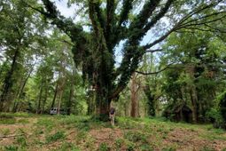 220 Courtland Road photo 4