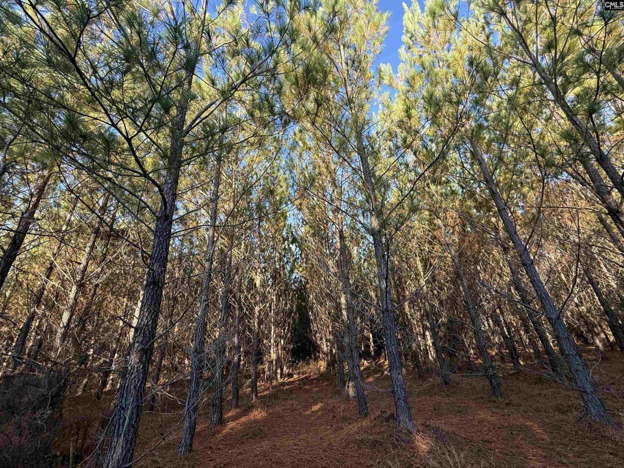 Fairview Road Photo 8