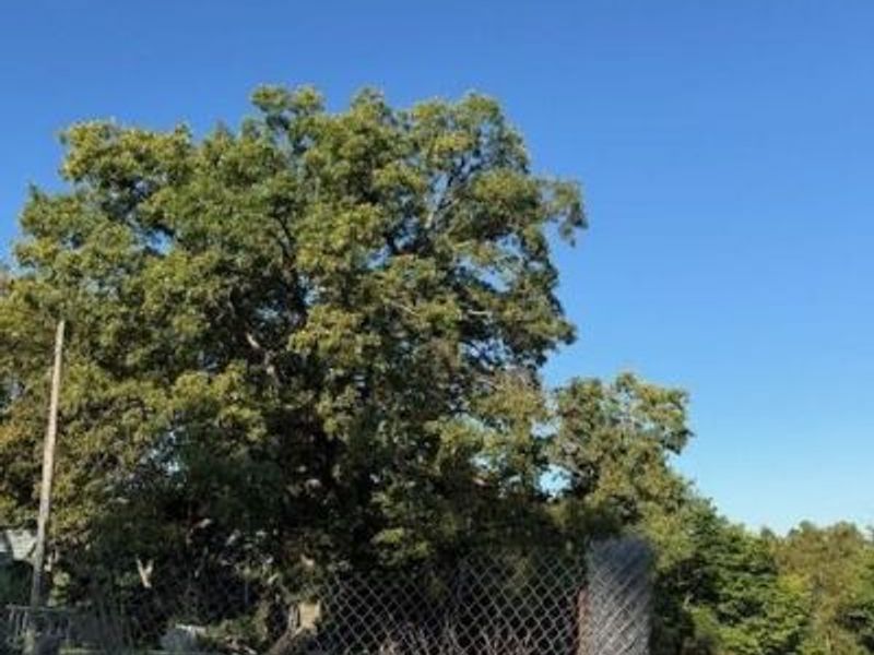 0 Mini Farms Road, Brooksville, KY 41004 Photo 5