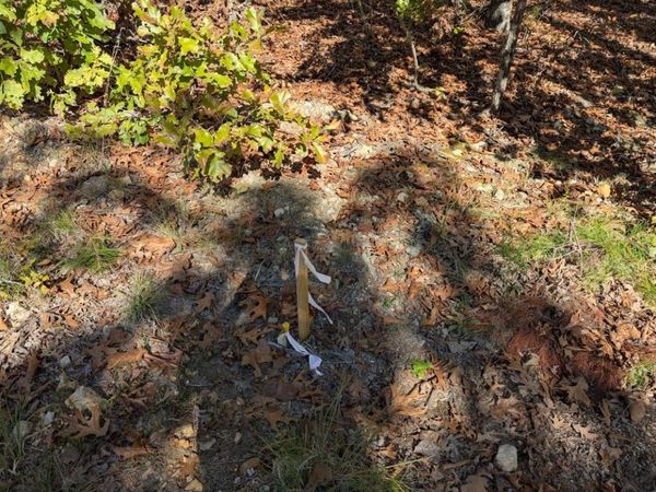 TBD Driftwood Rd, Salem, AR 72576