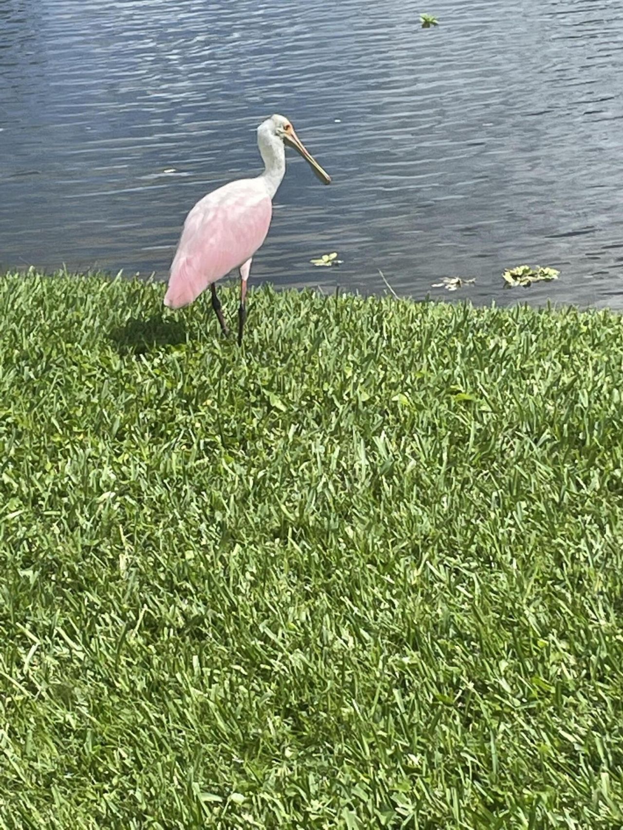 233 Rio Vista Circle, Atlantis, FL 33462 Photo