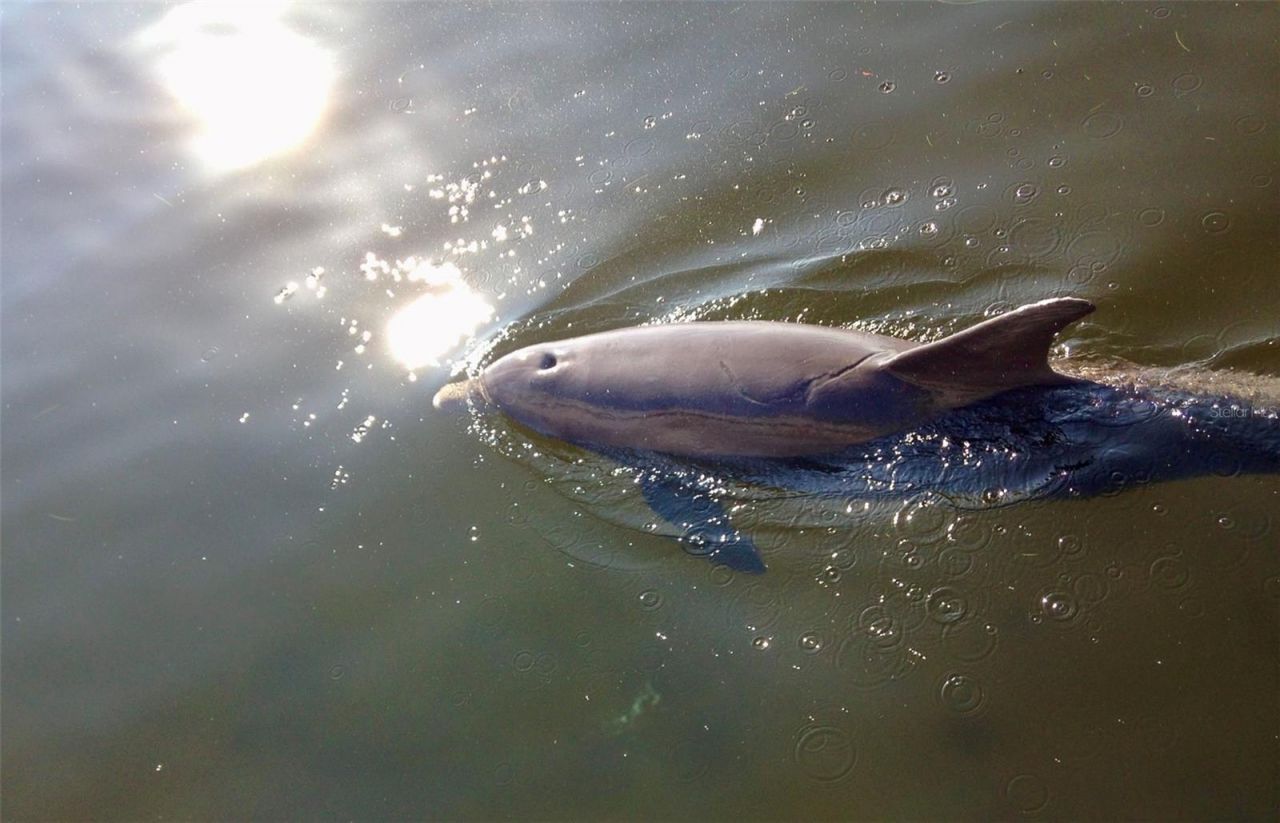 600 3rd Avenue S, Unit 201, Saint Petersburg, FL 33701 Photo