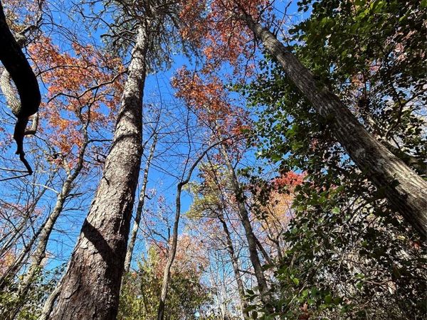 Lot 3 and 4 Oriole Road , Brevard, NC 28712