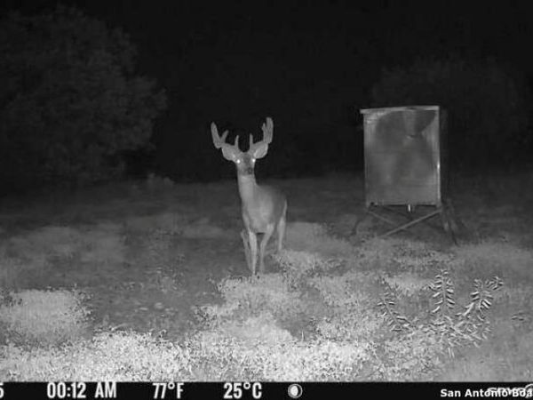 TBD SD 45453, Rocksprings, TX 78880