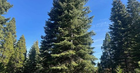 7 Silver Pine Road, Lake Almanor, CA 00000 Photo