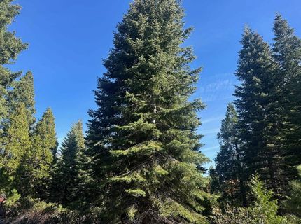 7 Silver Pine Road, Lake Almanor, CA 00000 Photo