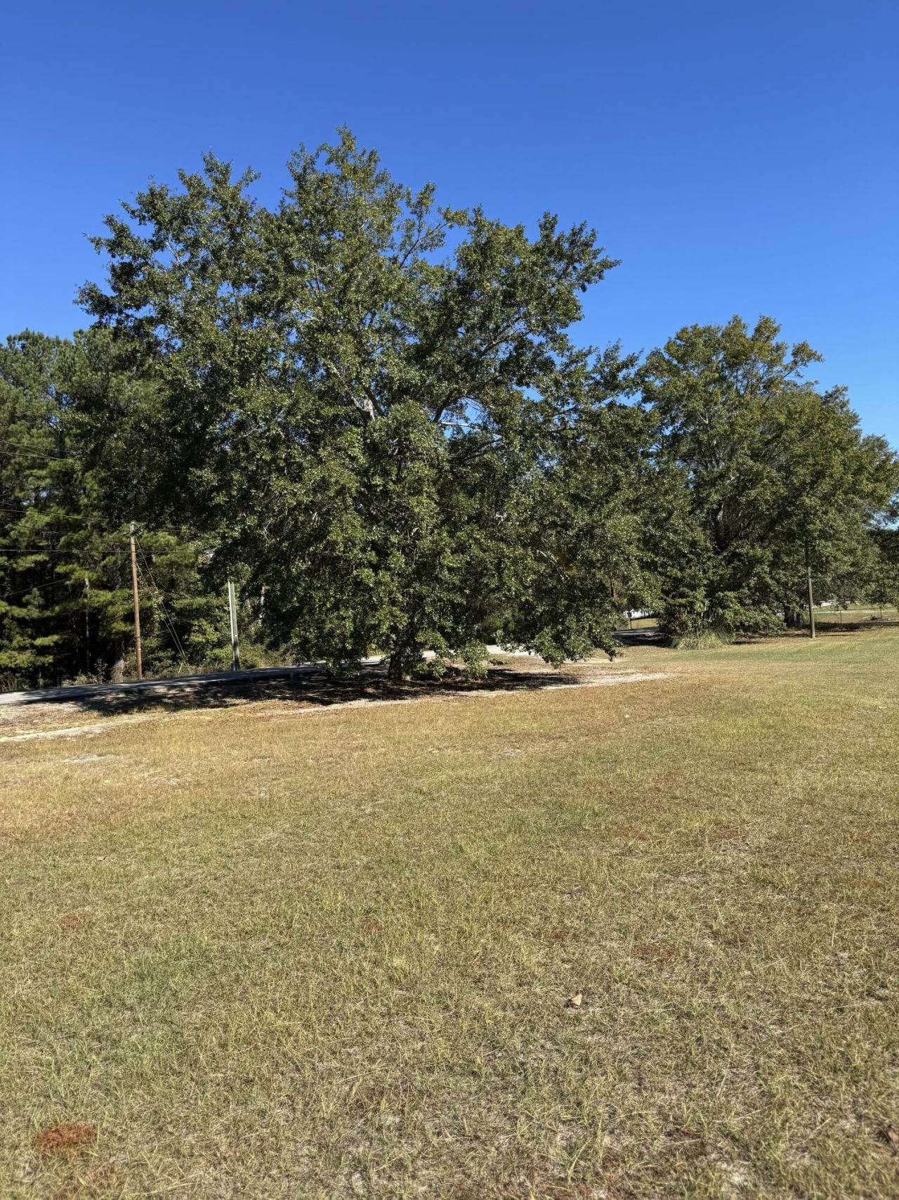 109 Hillock Court Photo 3