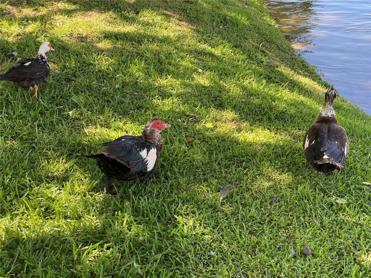 3927 Lake Bayshore Drive, Unit F312, Bradenton, FL 34205 Photo