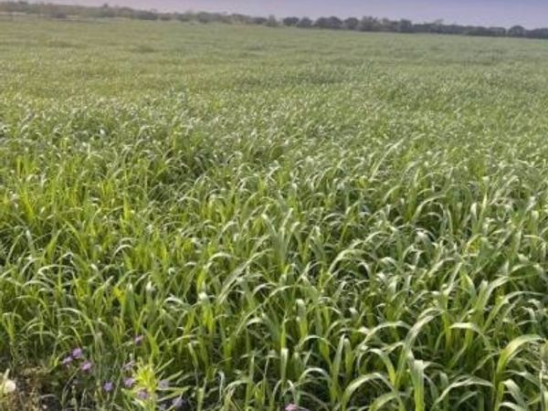 TBD Private Road 3642, Copperas Cove, TX 76522