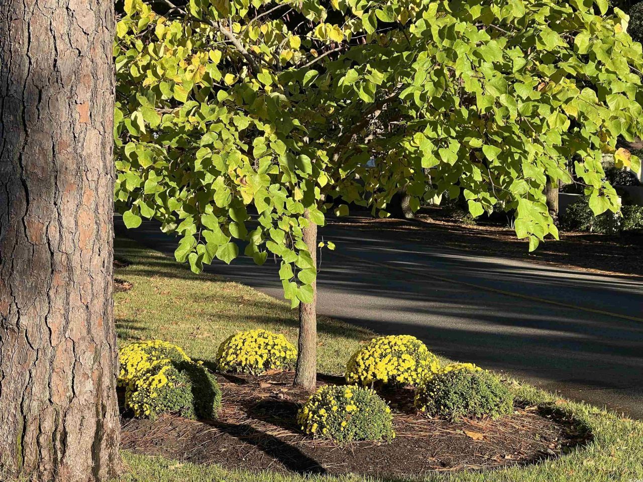 415 Ocean Creek Dr. Photo 15