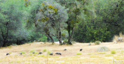 5383 Dream Ranch Cir, Placerville, CA 95667 Photo