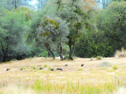 5383 Dream Ranch Cir, Placerville, CA 95667 Photo