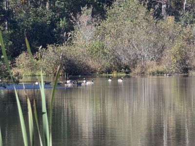 3644 Lake Marston Drive, Orangeburg, SC 29118